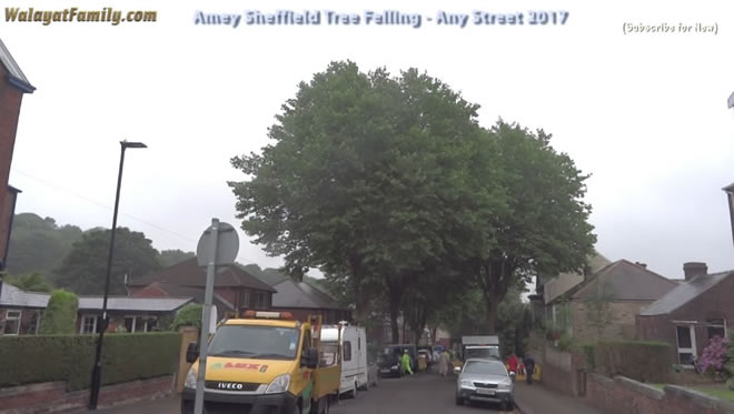 Sheffield Street Trees - Amey / Labour City Council Tree Felling 2017