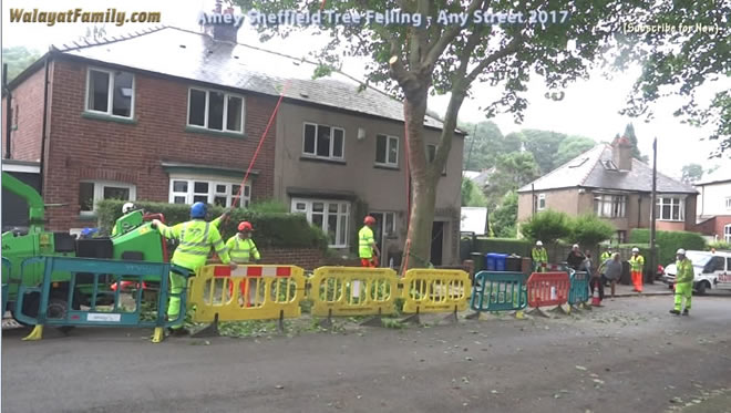 Sheffield Street Trees - Amey / Labour City Council Tree Felling 2017