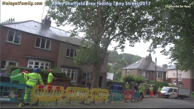 Sheffield Street Trees - Amey / Labour City Council Tree Felling 2017